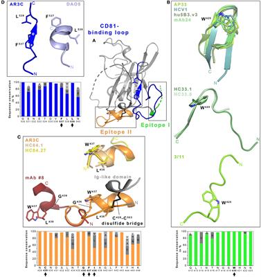 Conformational Flexibility in the CD81-Binding Site of the Hepatitis C Virus Glycoprotein E2